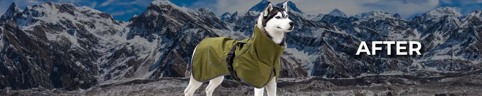 Husky dog wearing an olive green jacket against a mountain backdrop.