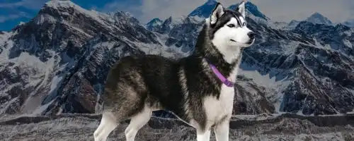 Siberian Husky with black and white fur wearing a purple collar.